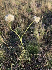 Ptilotus macrocephalus