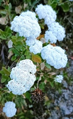 Stevia