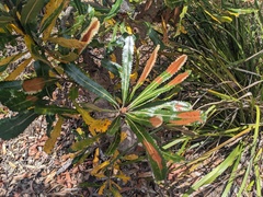Banksia serrata