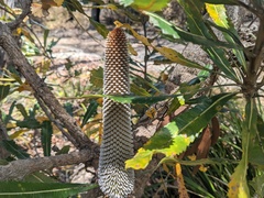 Banksia serrata
