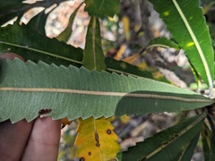 Banksia serrata