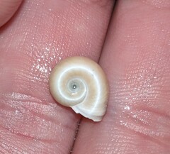 Planorbella campanulata