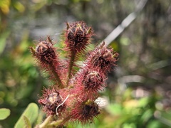 Angophora hispida