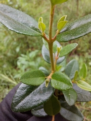 Correa reflexa