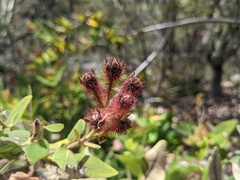 Angophora hispida
