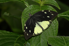 Lieinix nemesis atthis