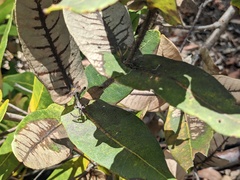 Angophora hispida