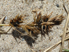 Anthracoidea arenariae