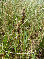 Anthracoidea arenariae