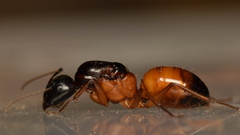 Camponotus sansabeanus