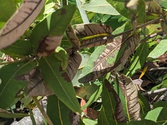 Angophora hispida