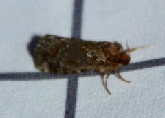 Korscheltellus gracilis