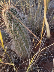 Echinocereus engelmannii fasciculatus