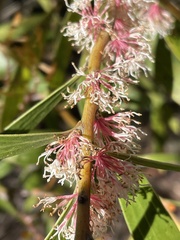 Hakea dactyloides