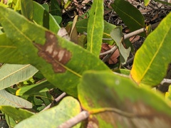 Angophora hispida
