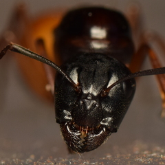 Camponotus sansabeanus