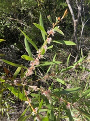 Hakea dactyloides