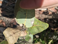 Angophora hispida
