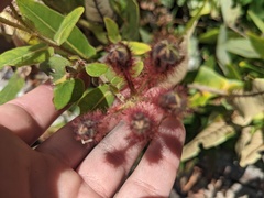 Angophora hispida
