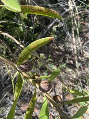 Hakea dactyloides