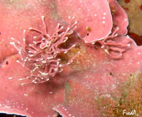 Representative image of Amphiroa kuetzingiana