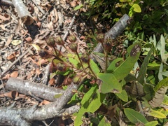 Angophora hispida