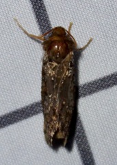 Korscheltellus gracilis