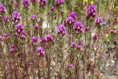 Castilleja exserta exserta