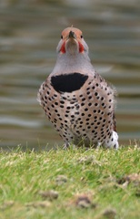 Colaptes auratus luteus × cafer