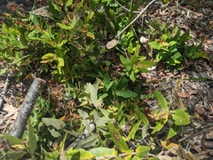 Angophora hispida