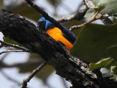 Chlorophonia elegantissima