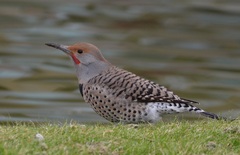 Colaptes auratus luteus × cafer