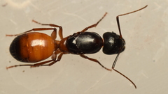 Camponotus sansabeanus