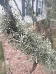 Ramalina