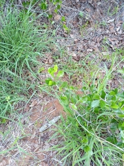 Commiphora pyracanthoides