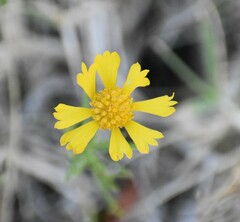 Helenium amarum
