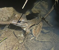 Limnonectes blythii