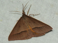 Epidesmia chilonaria