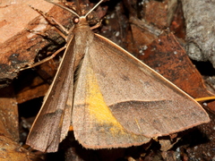 Epidesmia chilonaria