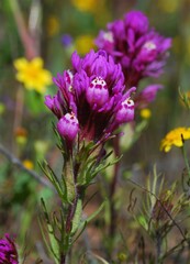 Castilleja exserta exserta
