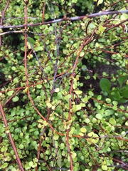 Muehlenbeckia complexa complexa