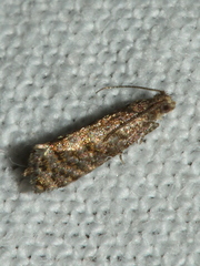 Isochorista encotodes