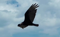 Cathartes burrovianus