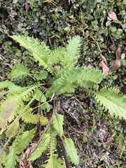 Senecio raphanifolius