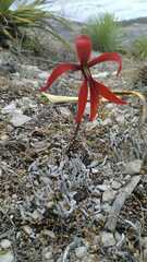 Sprekelia formosissima