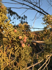 Juniperus monosperma