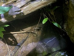 Limnonectes blythii