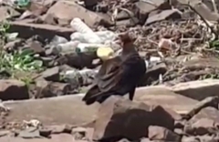 Cathartes burrovianus