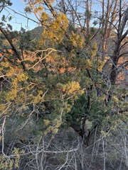 Juniperus monosperma