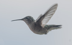 Selasphorus calliope